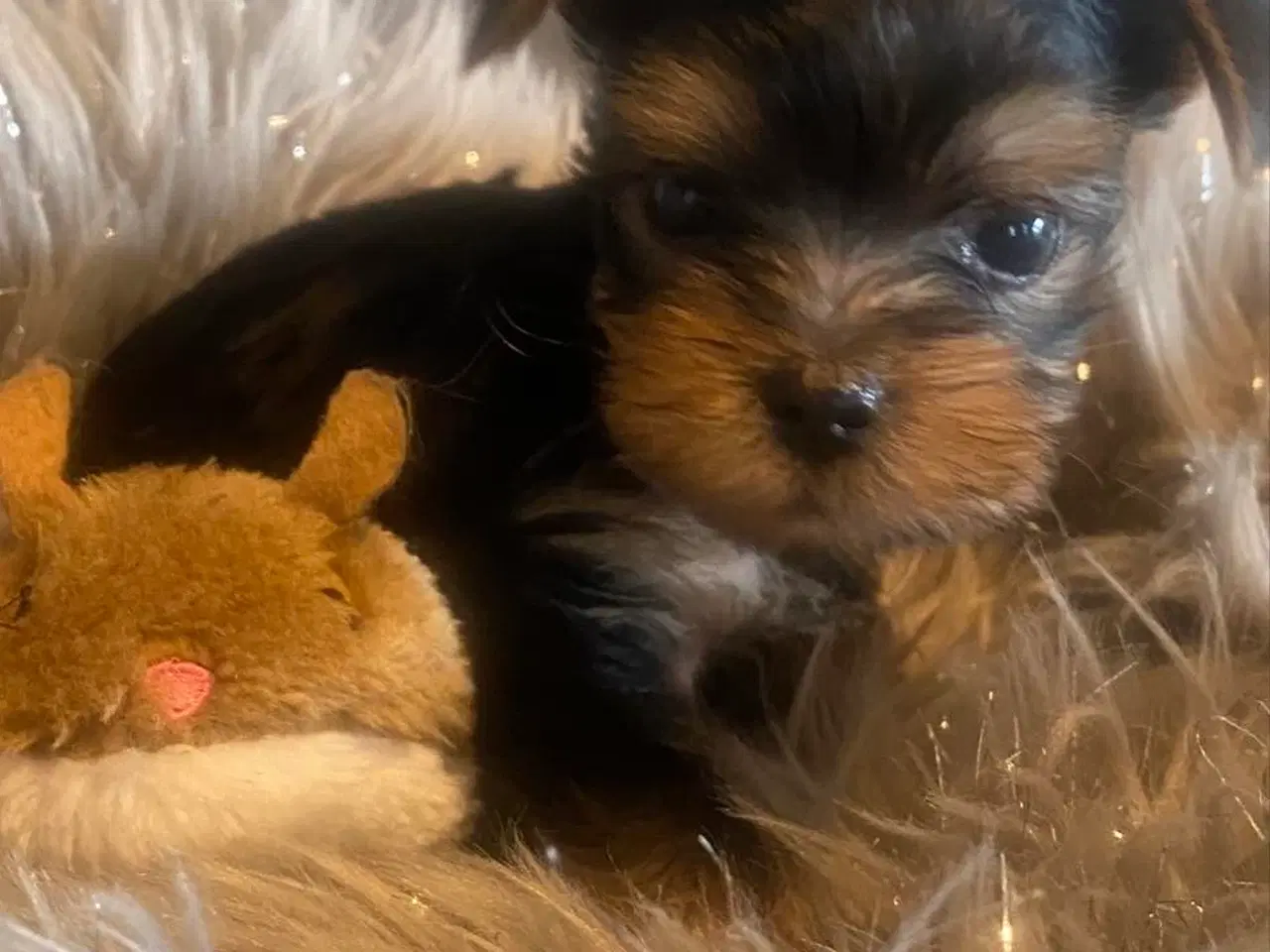 Billede 4 - Yorkshire terrier hvalpe