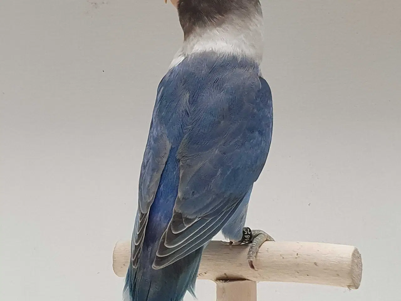 Billede 4 - Meget flot Sorthovedet dværgpapegøje