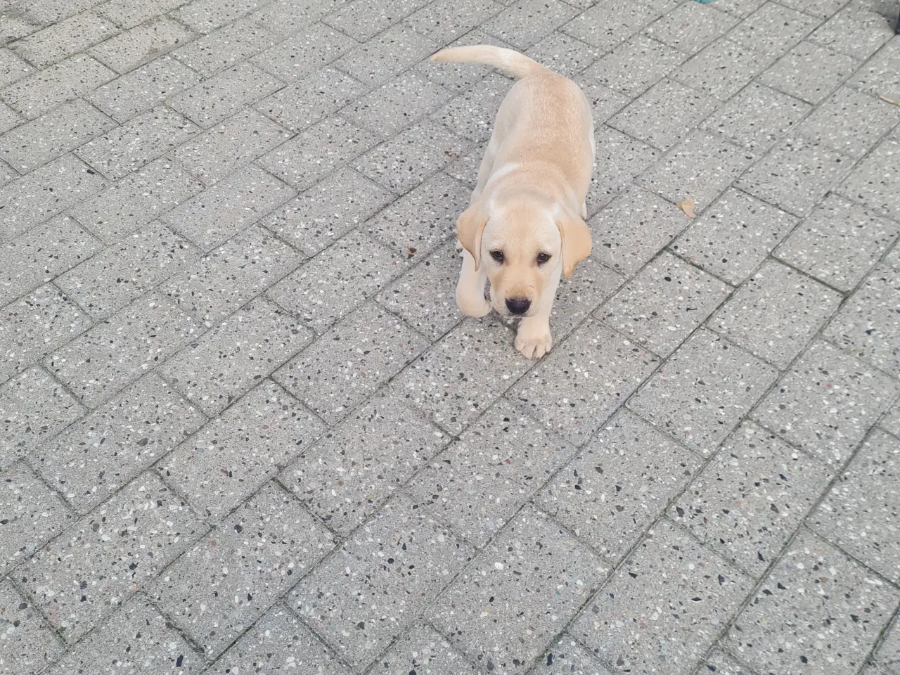 Billede 3 - Gule labrador hvalpe.