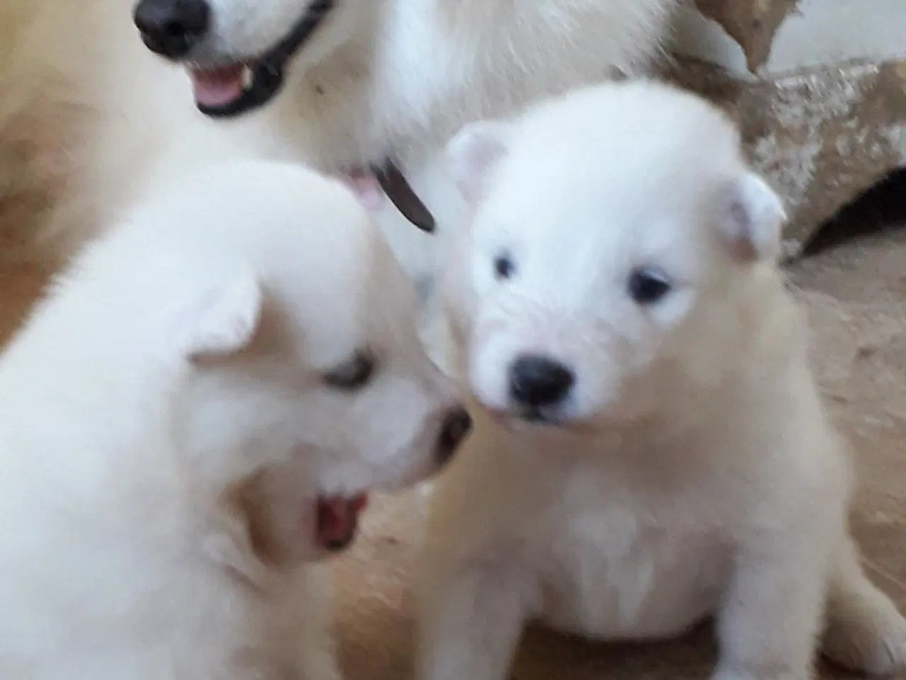 Billede 3 - Samojed/Spids hvalpe 8 uger 30/8