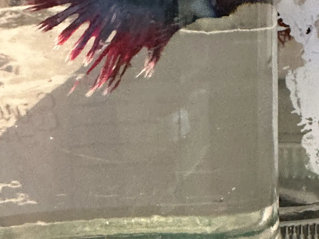 Billede 3 - Crown taill hanner campfisk