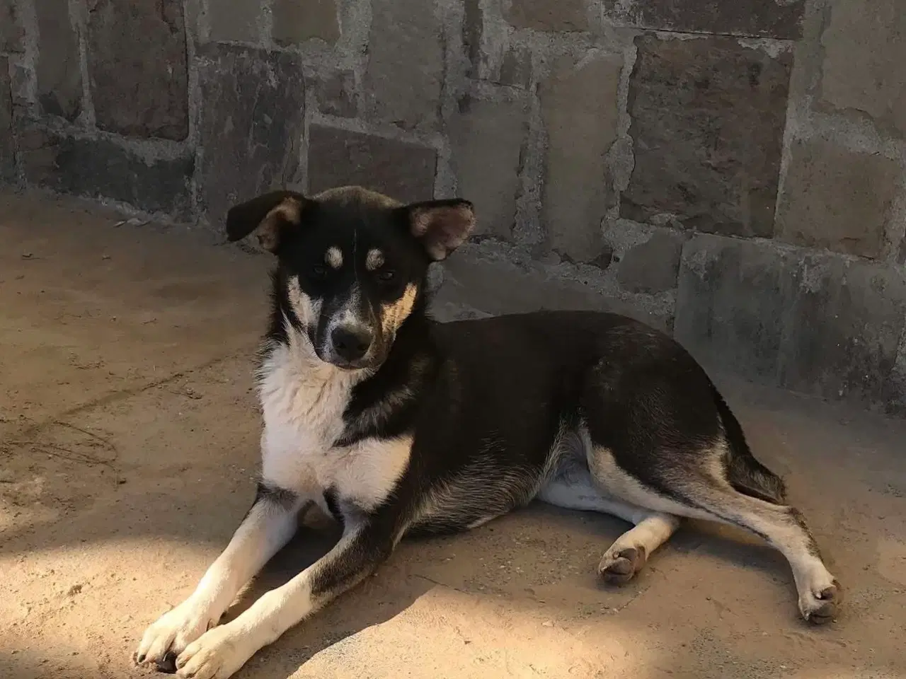 Billede 6 - Sødeste Sunny søger familie 