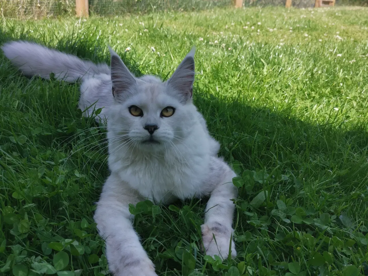 Billede 9 - Mainecoon pige 