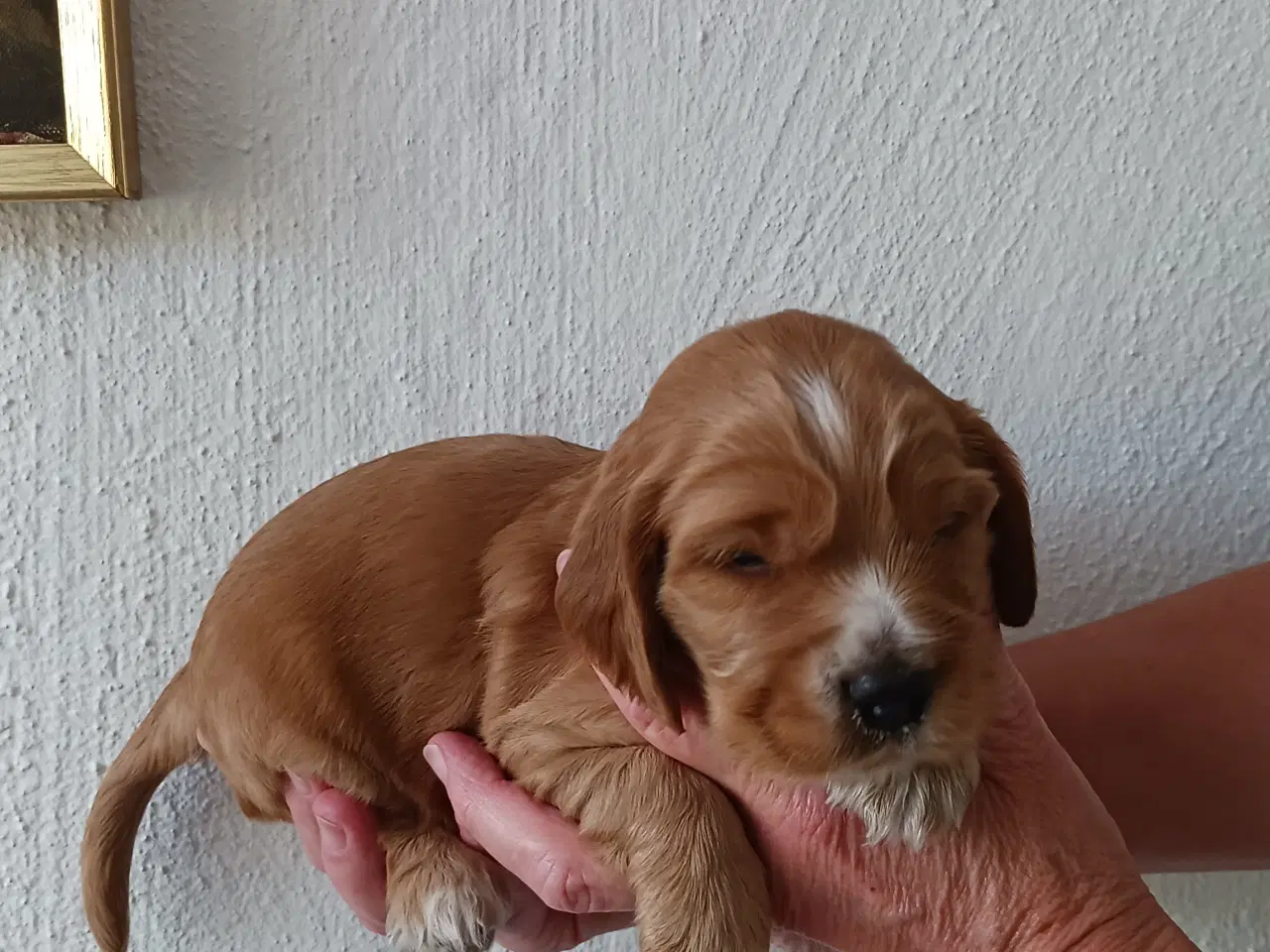 Billede 5 - Cocker spaniel hvalpe