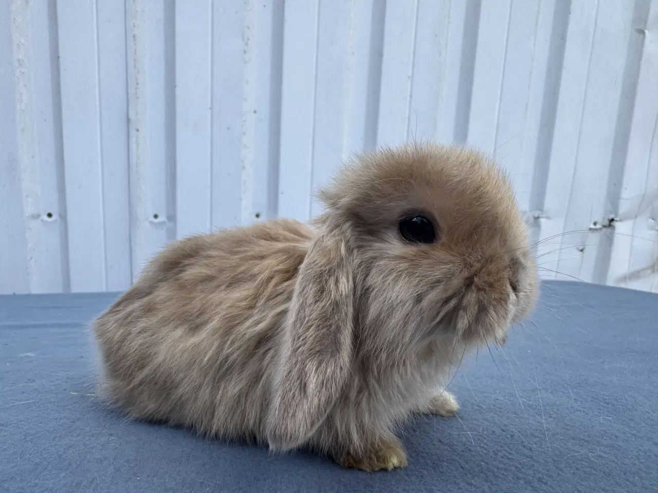 Billede 3 - Mini lop satin hankanin