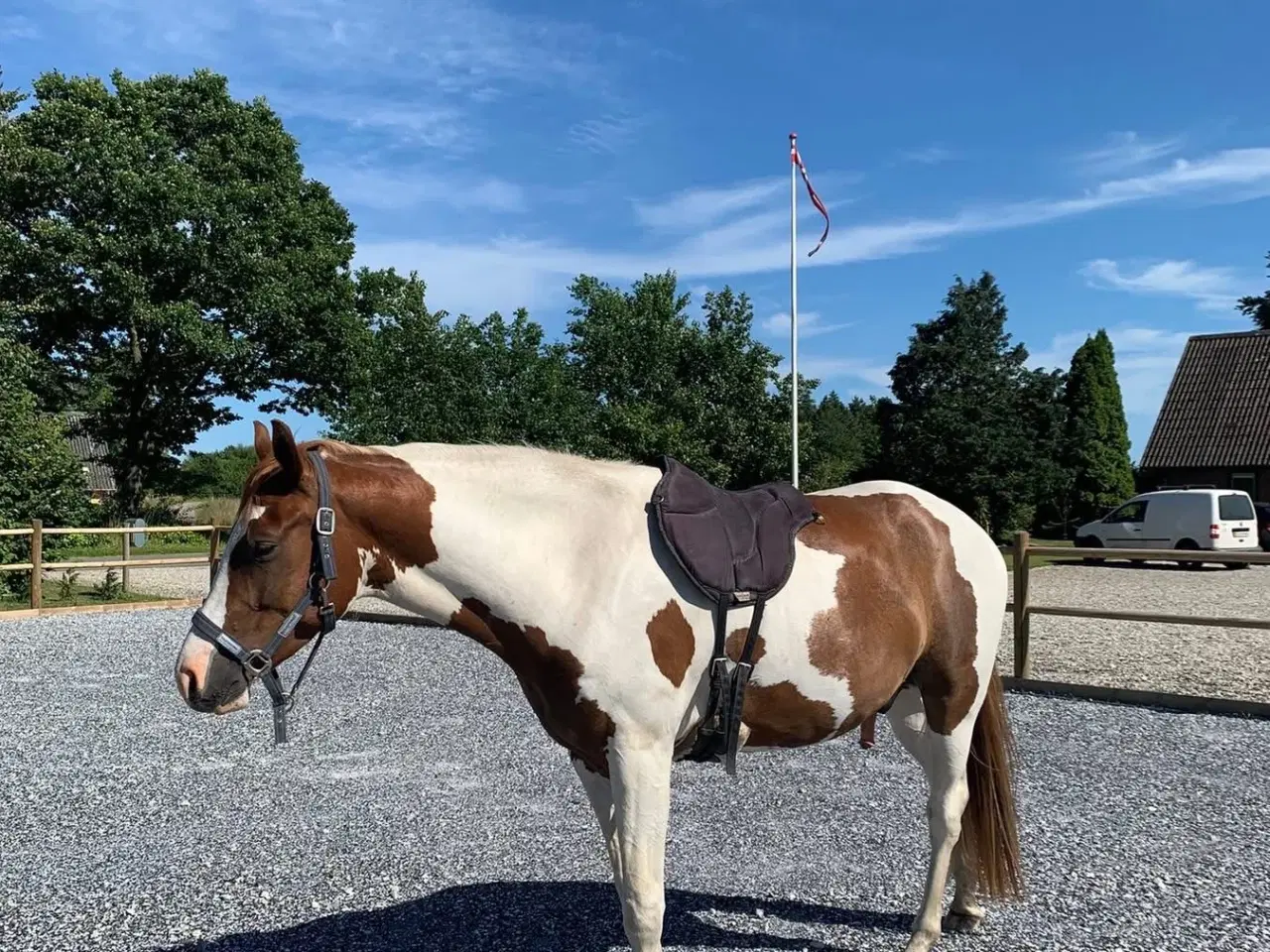 Billede 2 - Skønneste 4 års pinto vallak 