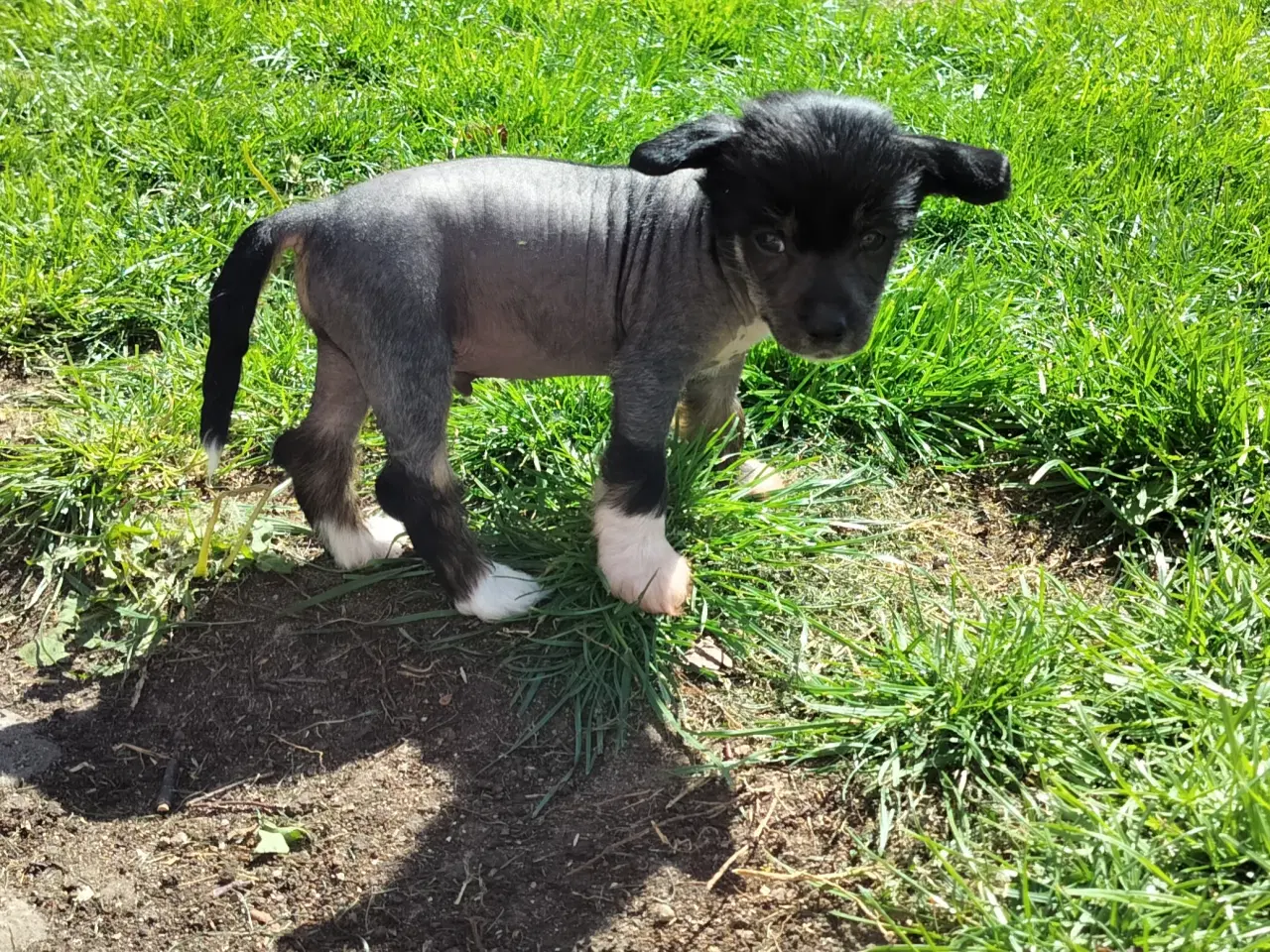 Billede 6 - Chinese crested/powder puff drenge med DKK stambog