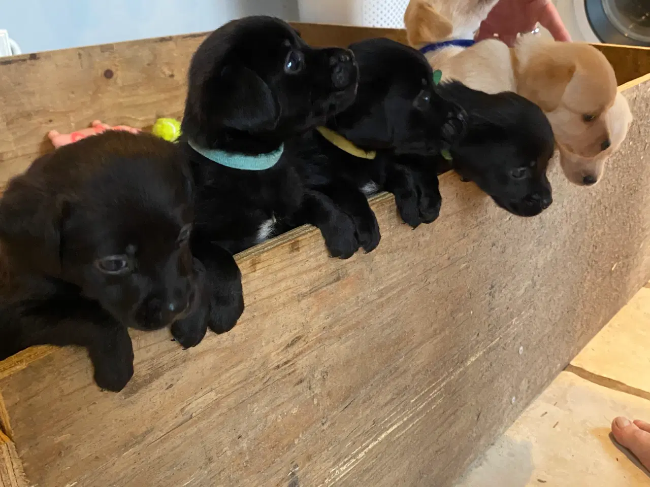 Billede 5 - Blandingshvalpe Breton/labrador
