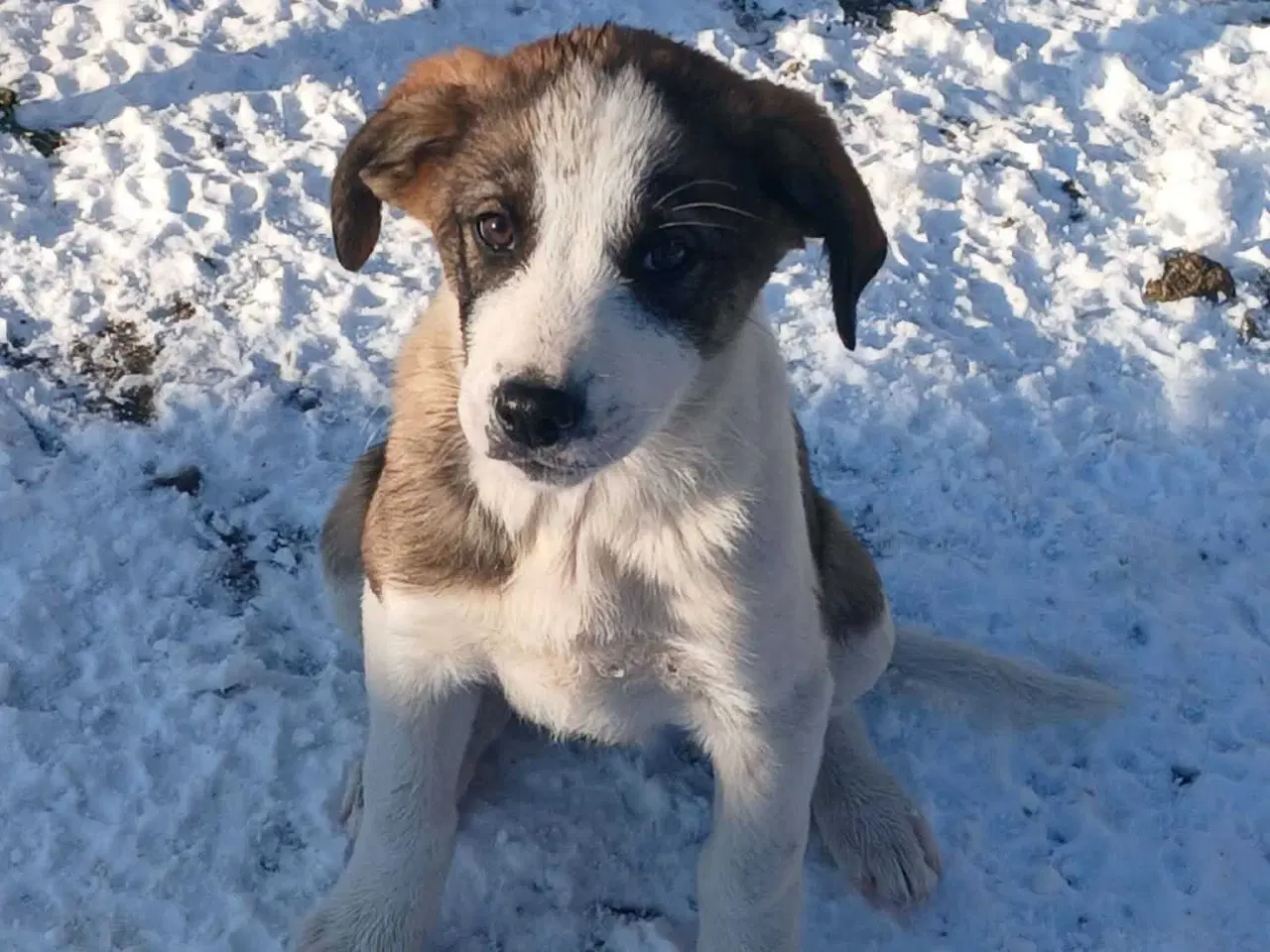 Billede 9 - Dax søger sin første familie