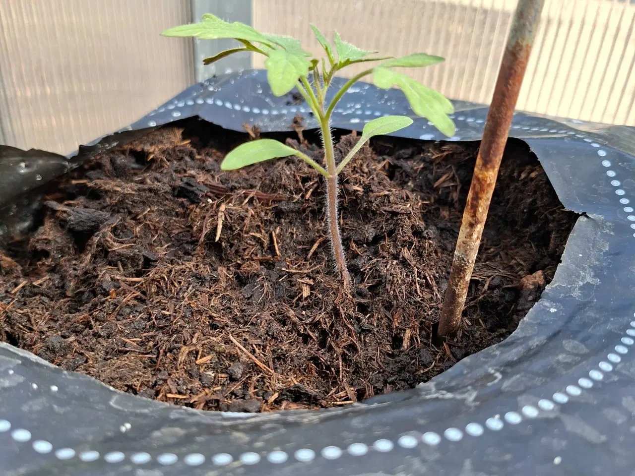 Billede 3 - Tomatplanter sælges.