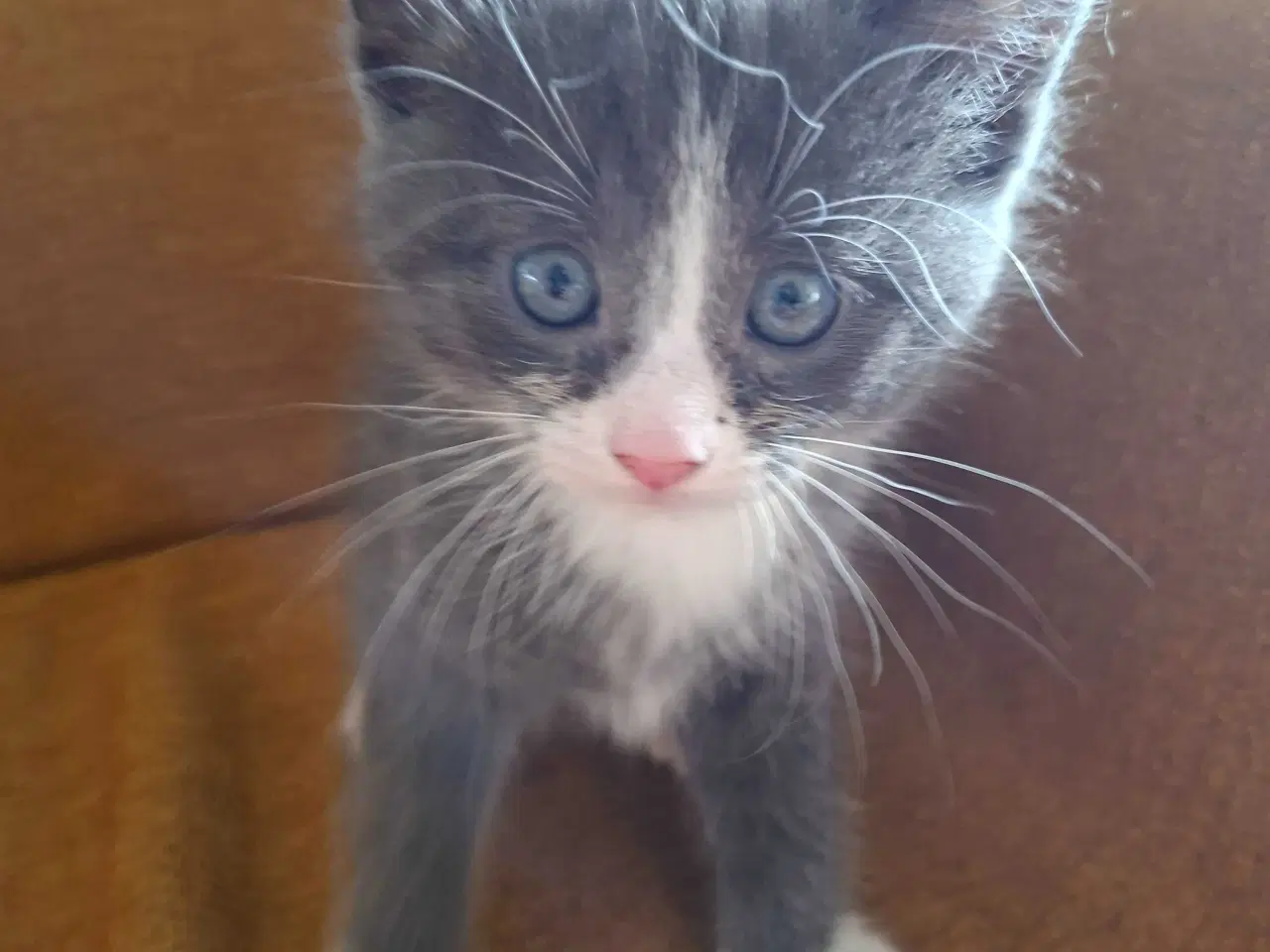 Billede 5 - Killinger - Mainecoone blanding