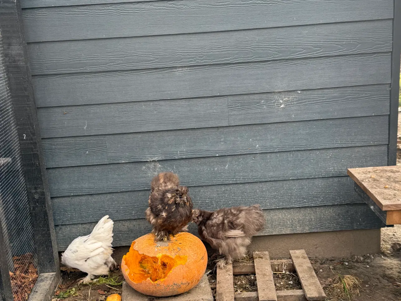 Billede 3 - Silkehøns rugeæg