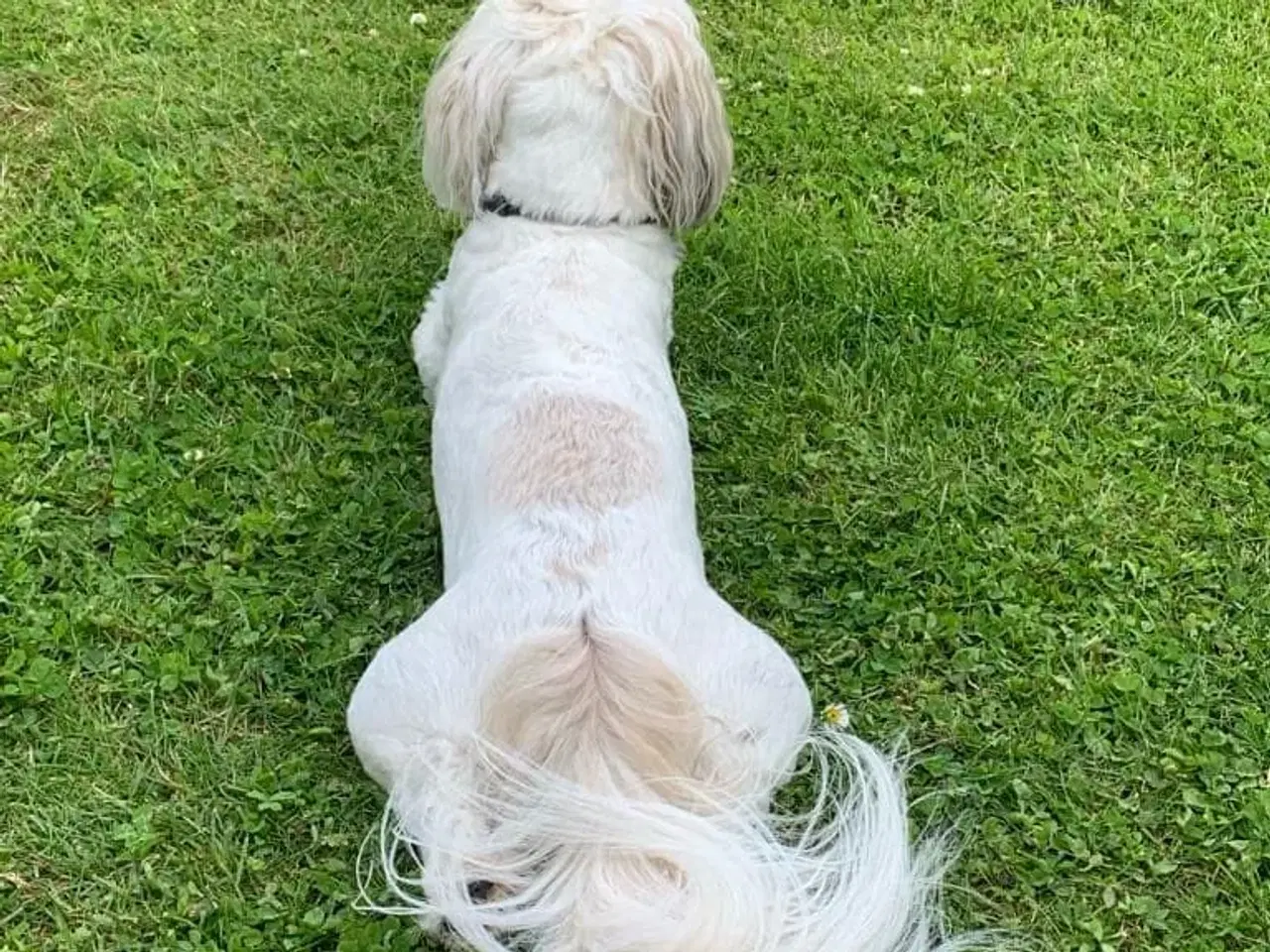 Billede 10 - Shih Tzu hvalpe sælges