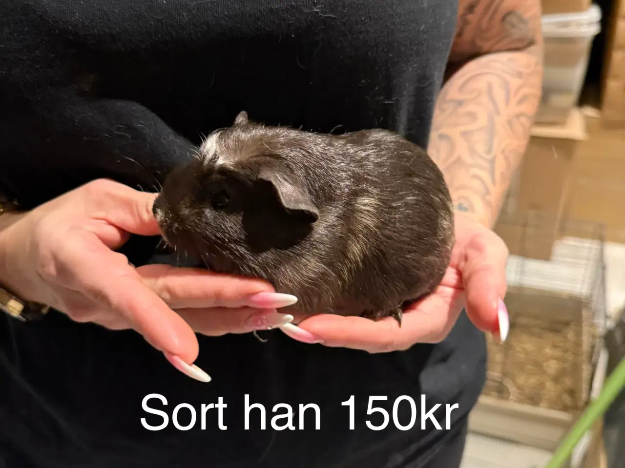 Billede 4 - Marsvin han unger