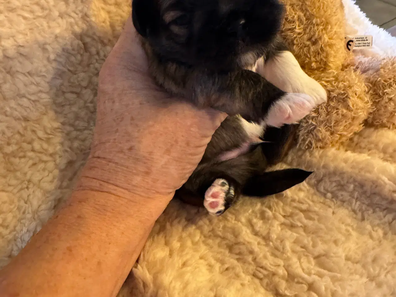 Billede 6 - Lhasa Apso hvalpe med DKK plus