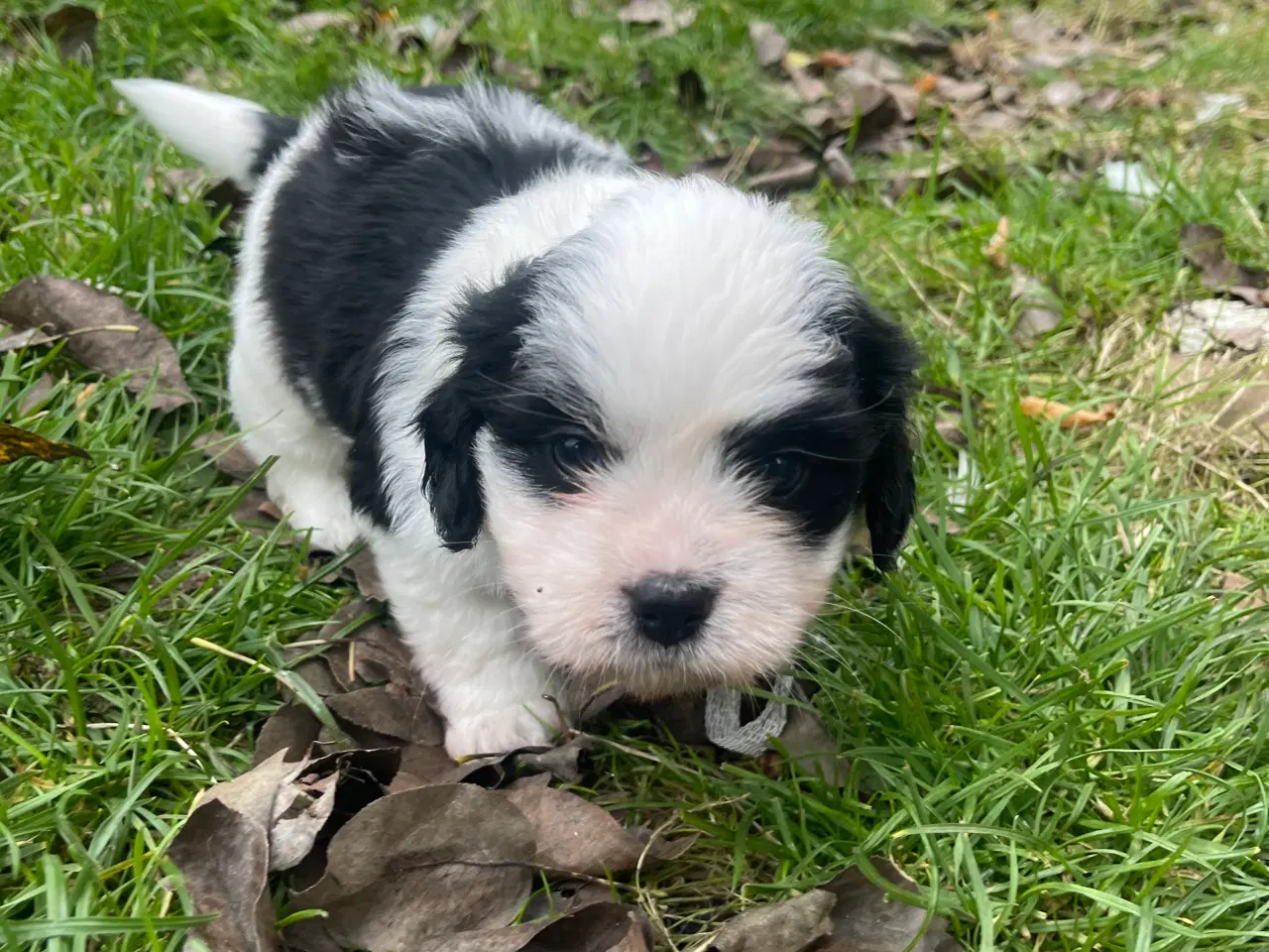 Billede 3 - Bichon havanais/Cavalier King Charles Spaniel