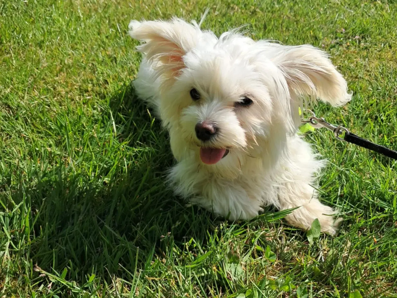 Billede 1 - Sød Bichon Maltese tæve – 5 måneder gammel