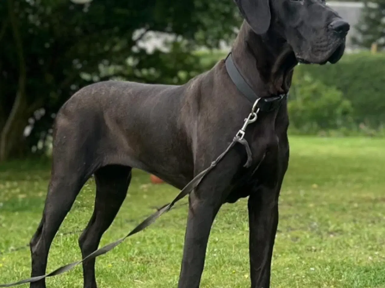 Billede 1 - Grand danois søger familie på Sjælland