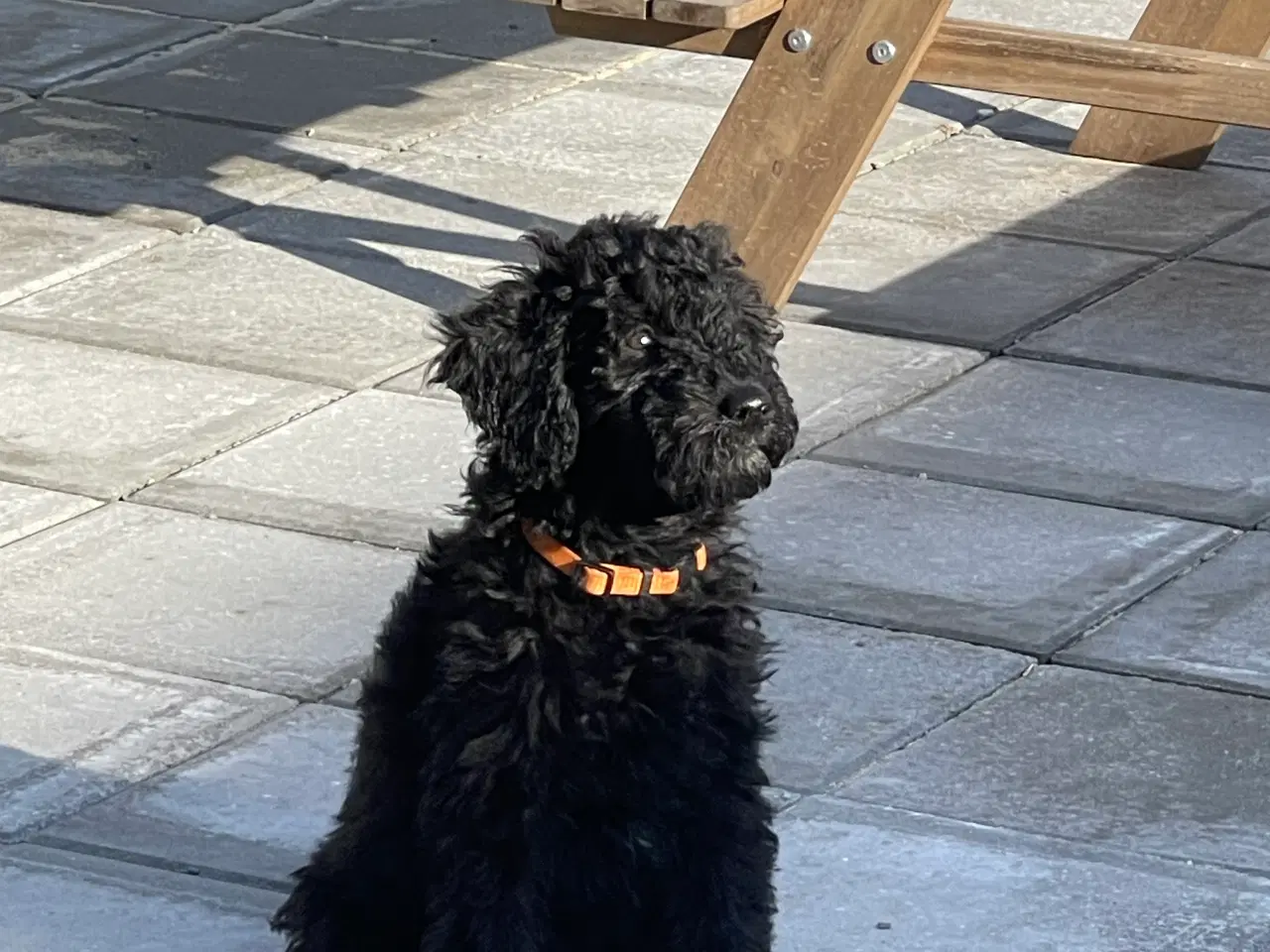 Billede 3 - Ny Pris ! Goldendoodle  mellem str Rejseklar 