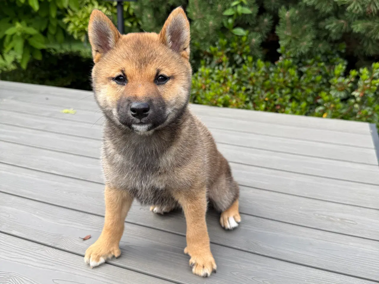 Billede 5 - Shiba inu hvalpe