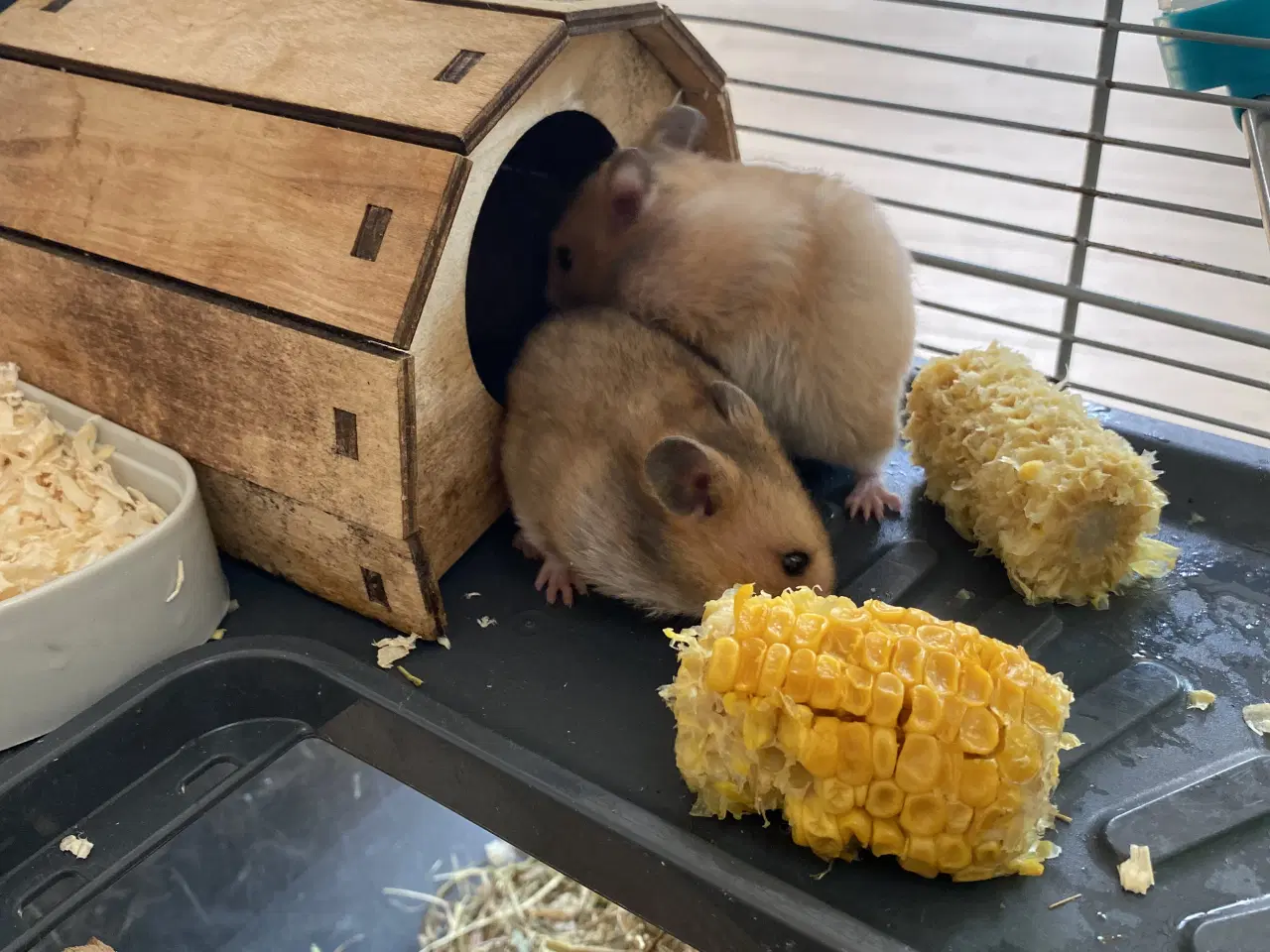 Billede 4 - Hamster unger 