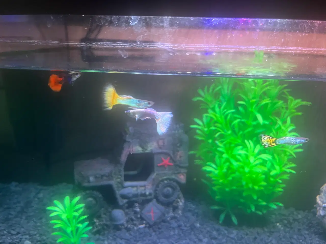 Billede 7 - Akvarie med evt fisk i