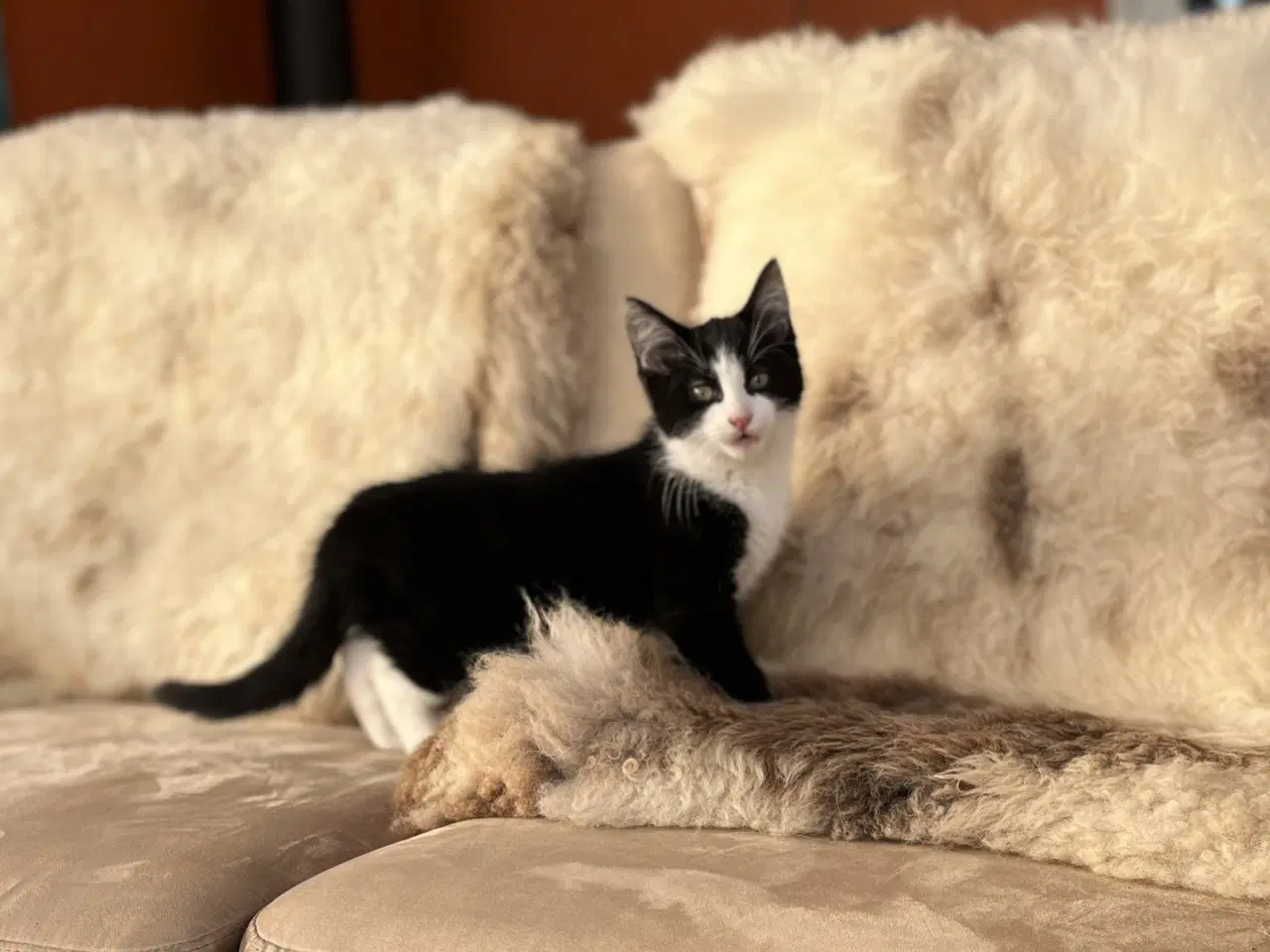 Billede 2 - Kattekilling, sort og hvid.