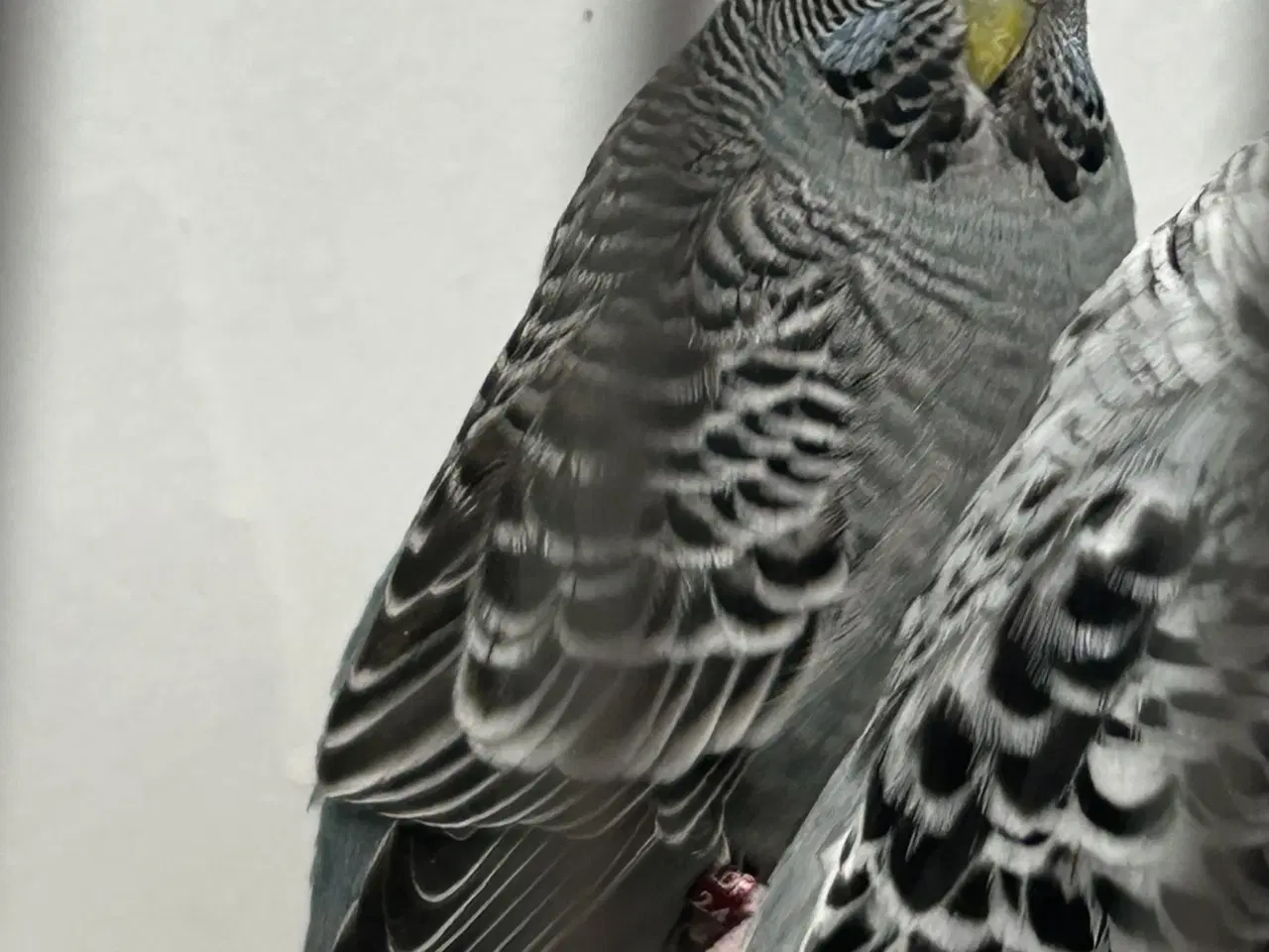 Billede 17 - Blackface undulater 