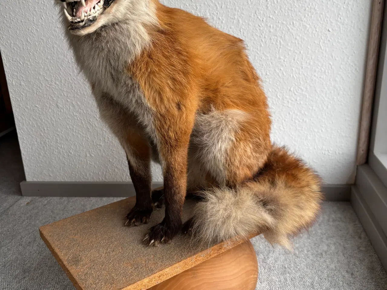 Billede 2 - Siddende udstoppet Ræv