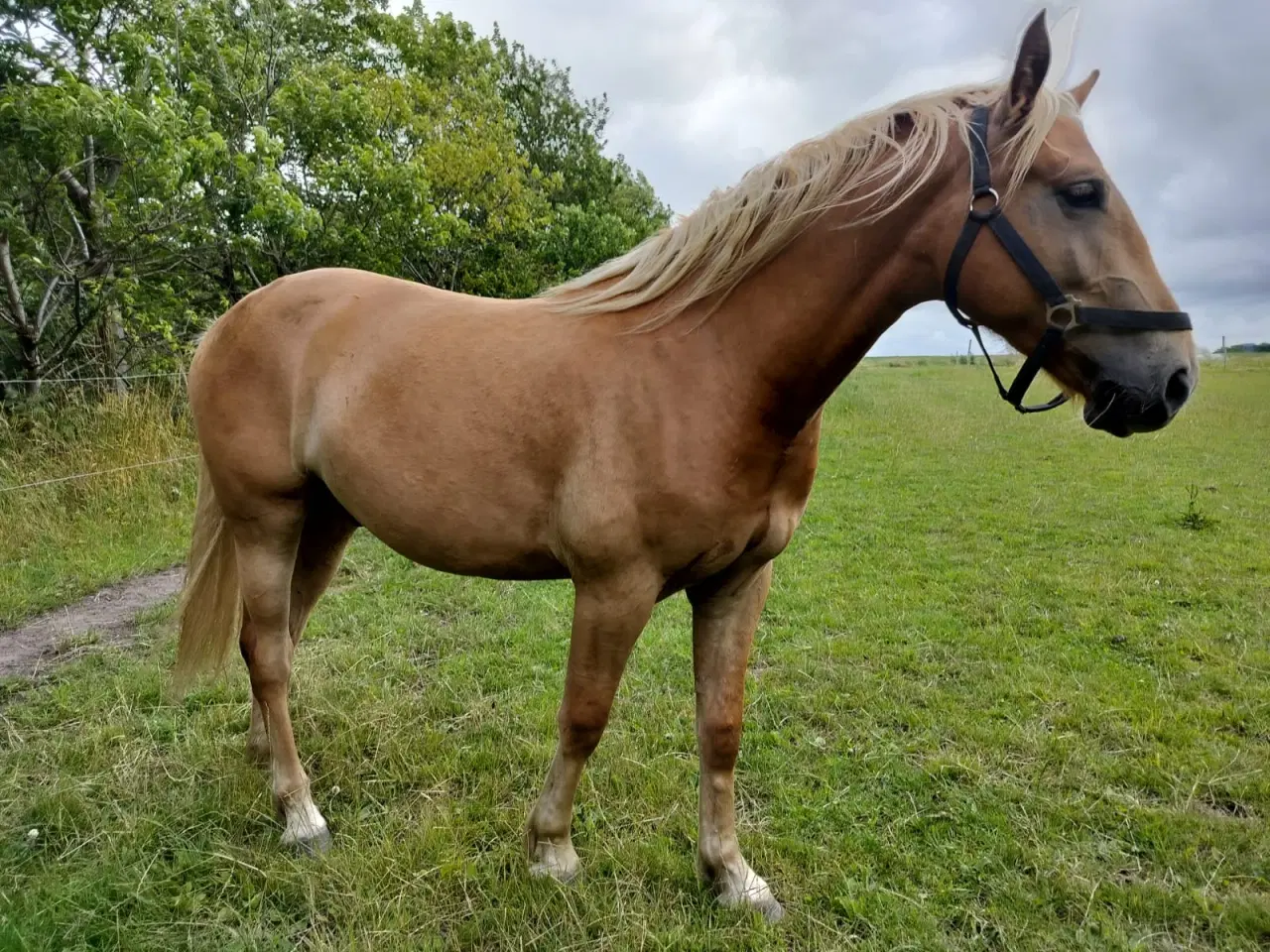 Billede 2 - Fremtidens allround eller rideskole hest!