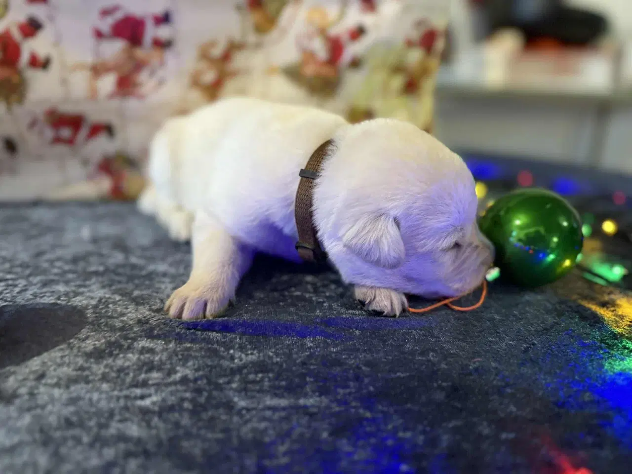 Billede 5 - Øsker familien en blød julegave 2 hanner tilbage