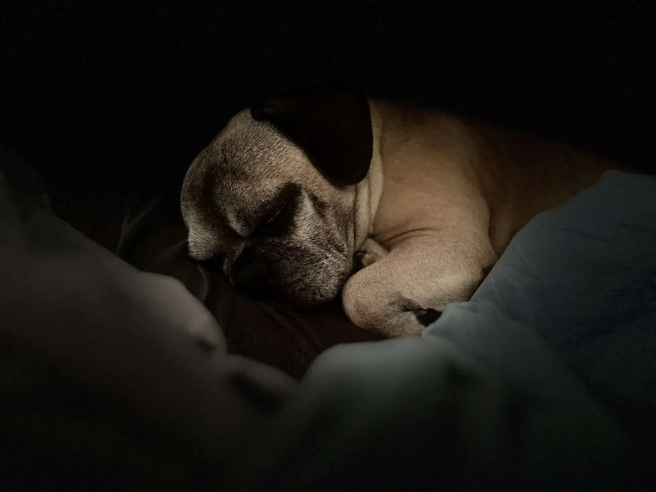 Billede 2 - Hund søger sit sidste hjem 