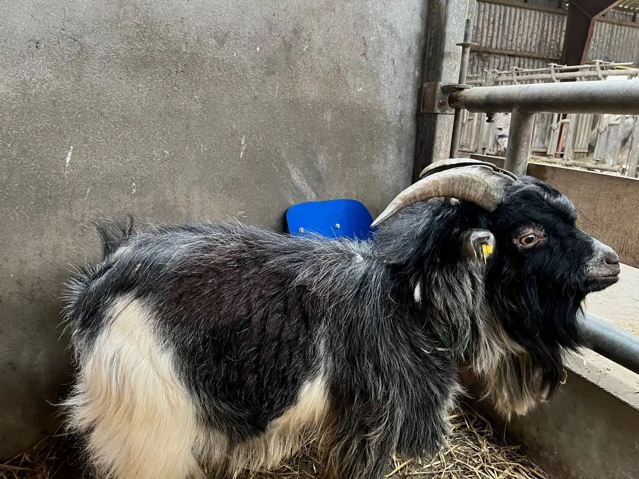 Billede 2 - Avlsbuk dværgged