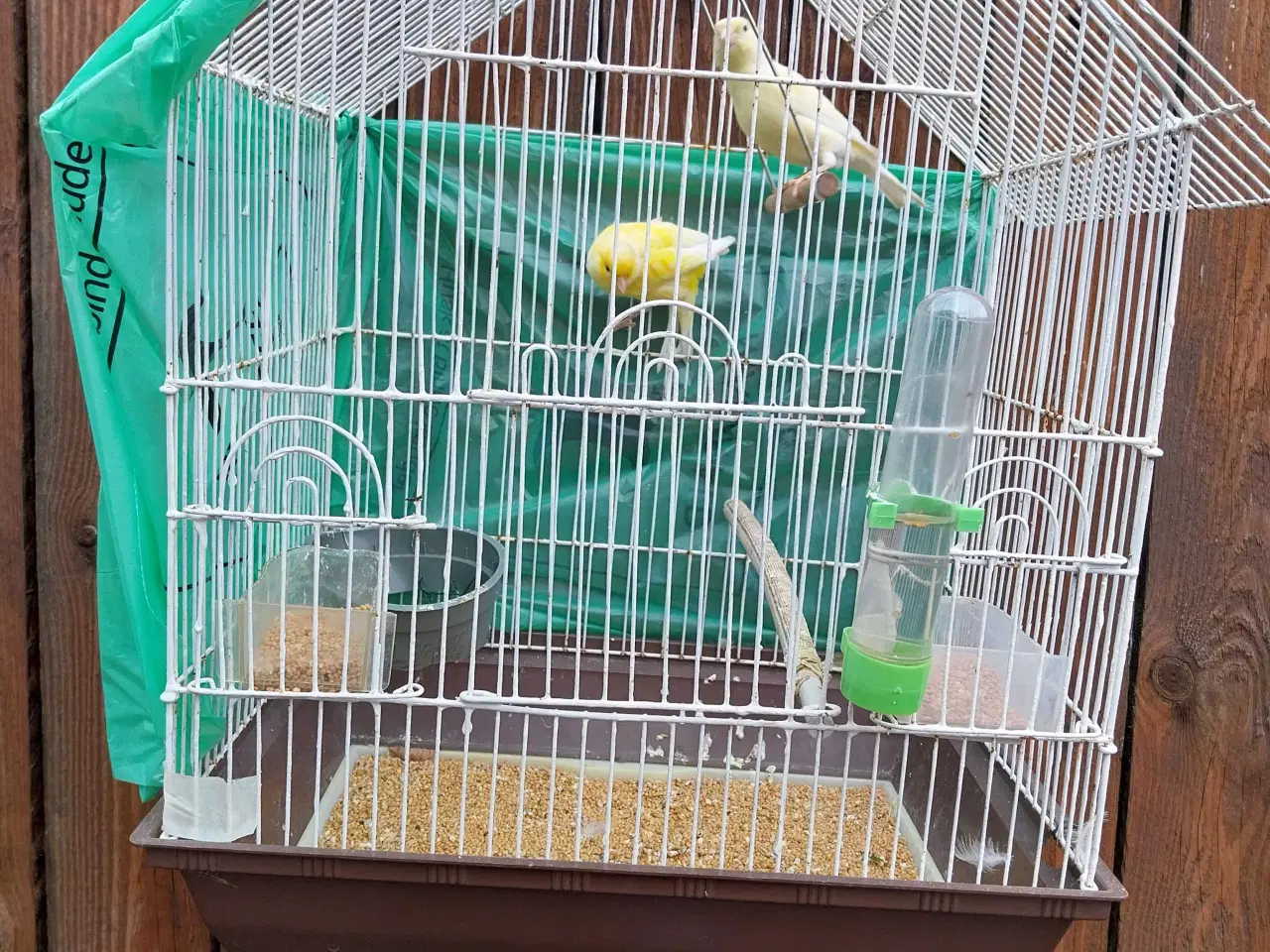 Billede 7 - 2 stk kanariefugle