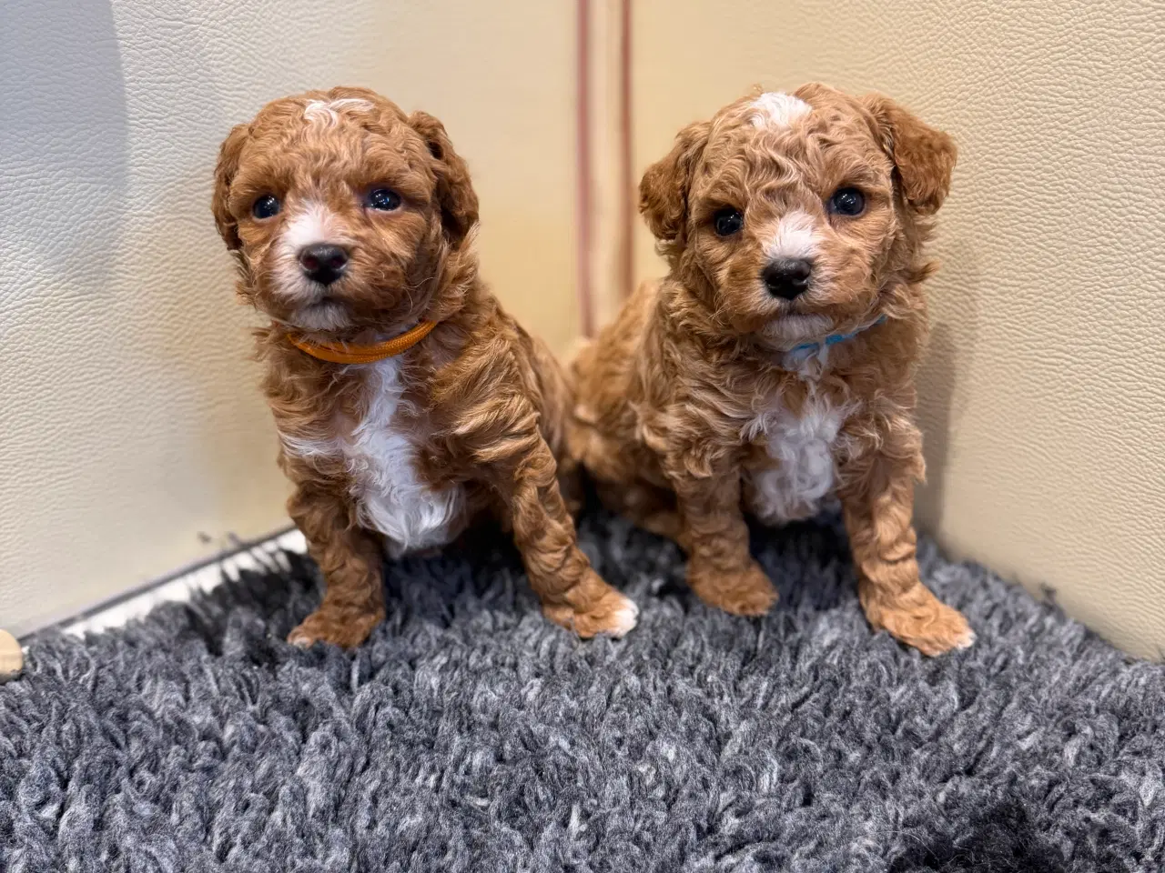 Billede 7 - Maltipoo