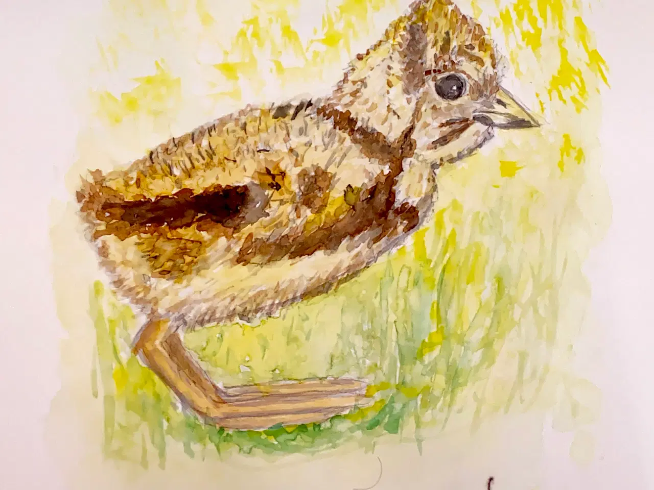 Billede 17 - Akvareller 