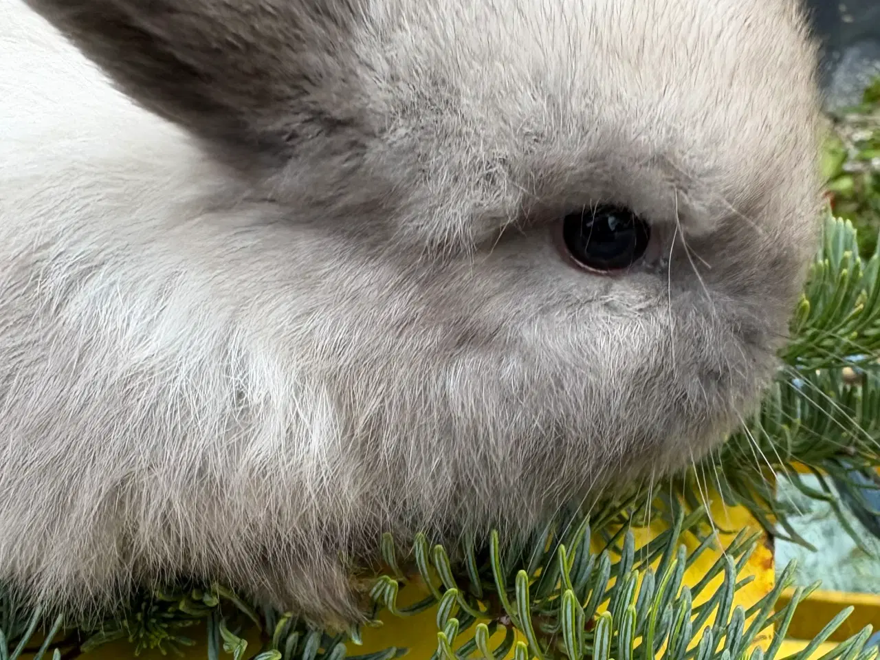 Billede 3 - De sødeste Minilops 