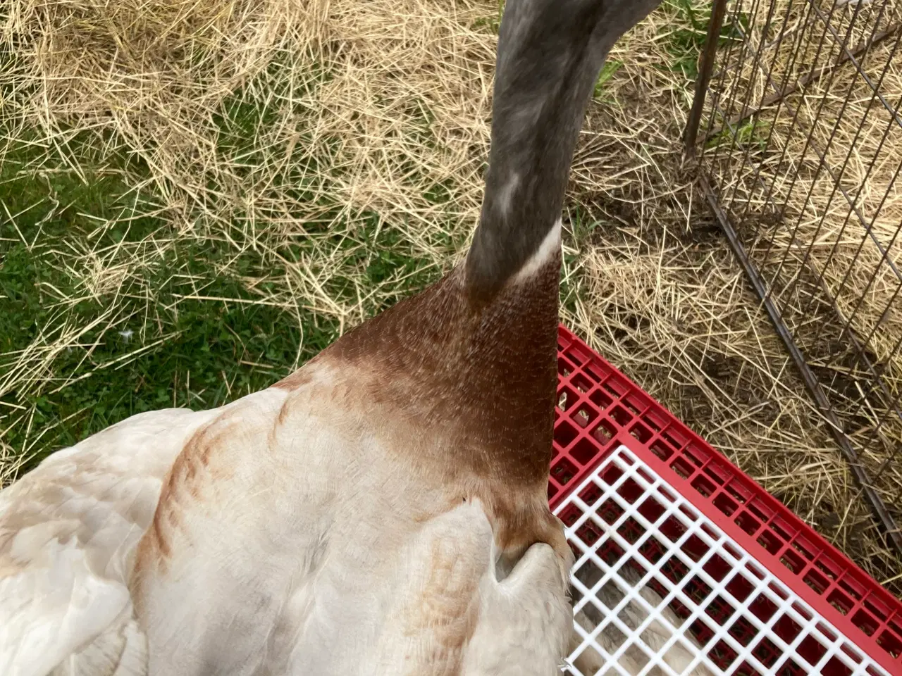 Billede 4 - Sælge 8 løbeander plus 2 vilde ænder