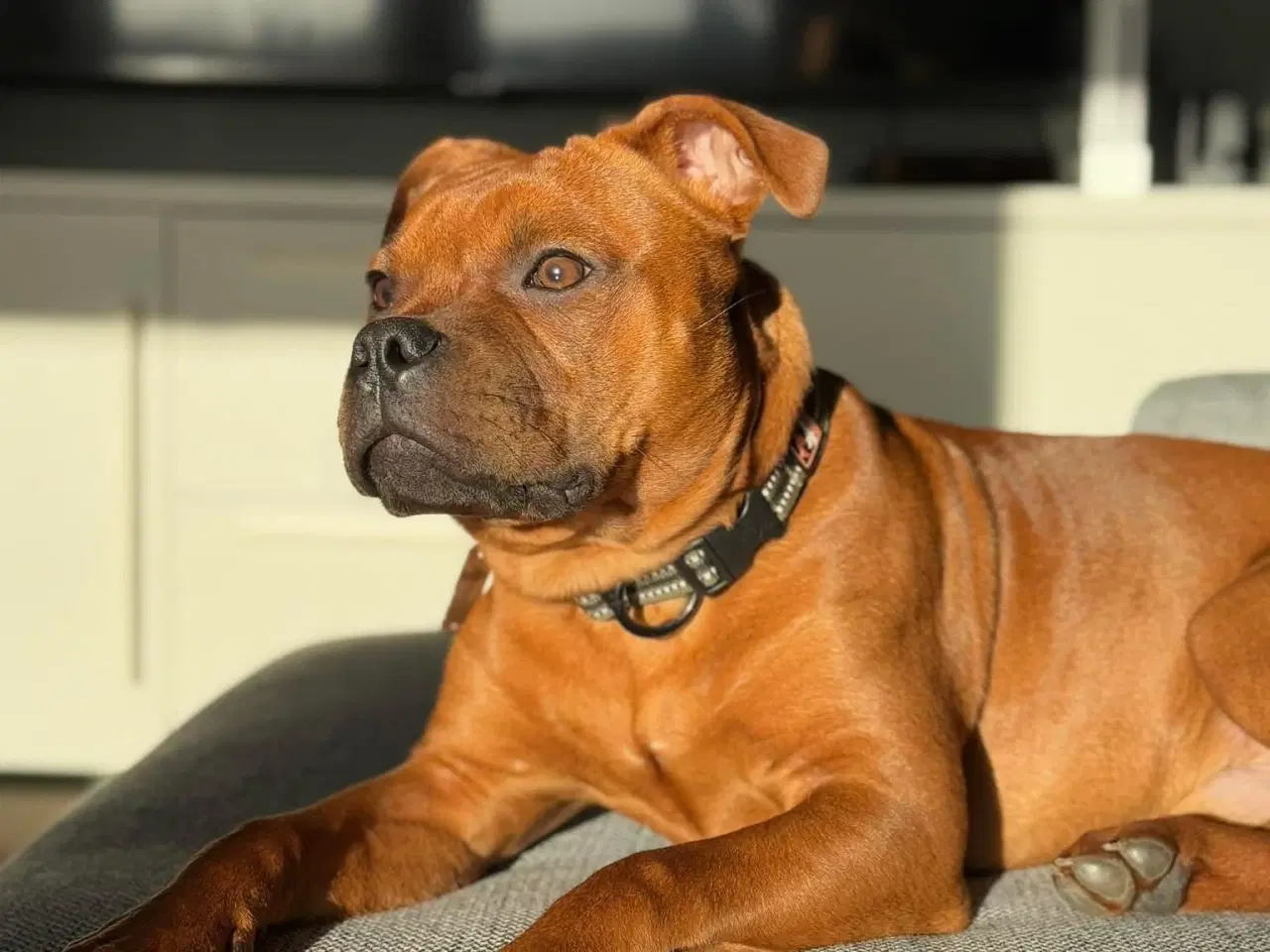 Billede 2 - Staffordshire Bull Terrier DKK