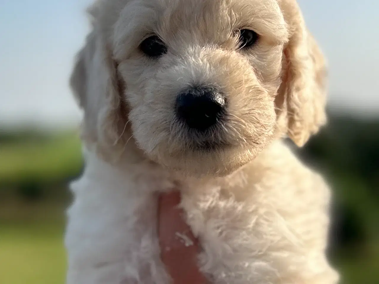 Billede 2 - Super flot Goldendoodle F1B Dreng