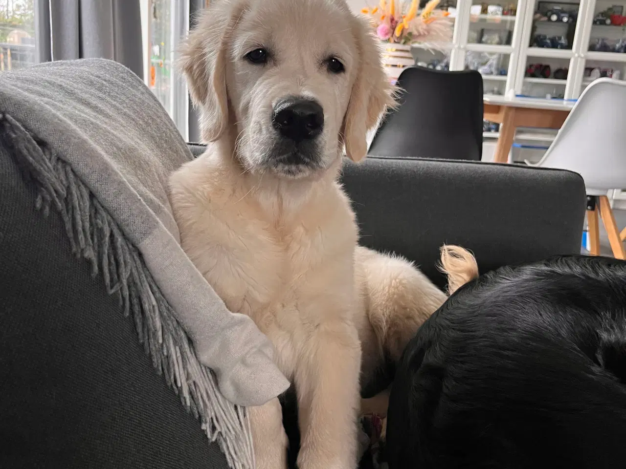 Billede 4 - Skønne familiehunde. Kun 2 tilbage. 