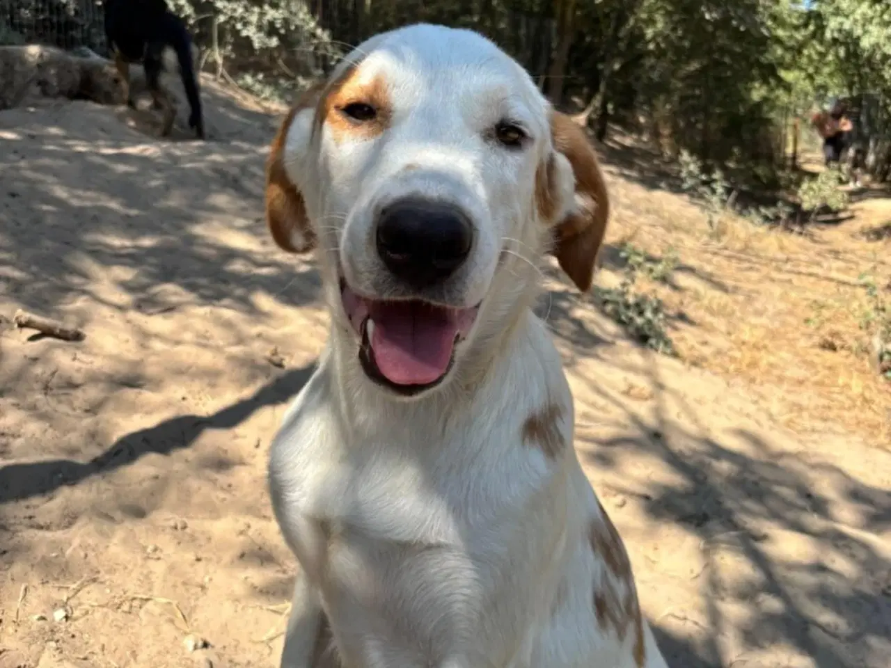 Billede 4 - Smukkeste Falki søger sit helt eget hjem