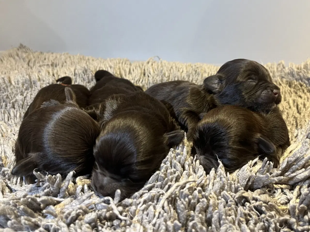 Billede 7 - Bichon Havanais hvalpe med DKK stamtavle. 