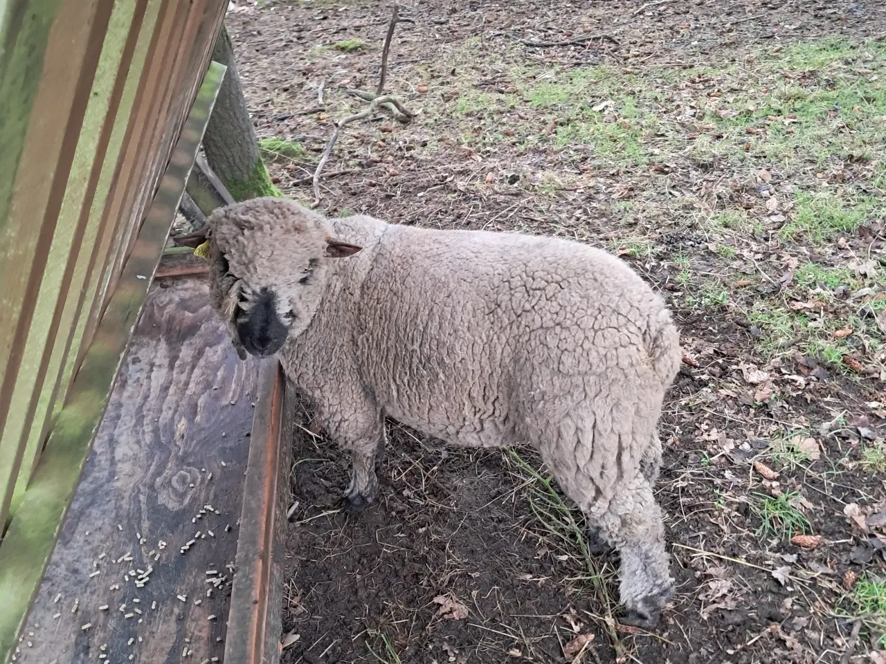 Billede 1 - Shropshire ilæmmet gimmer + vædder