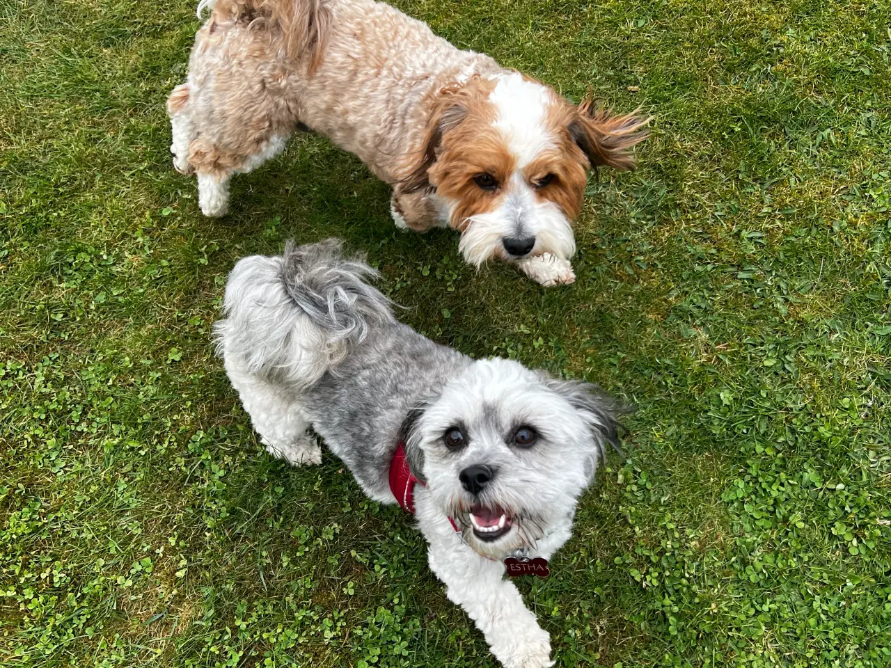 Billede 13 - Bichon Havanais