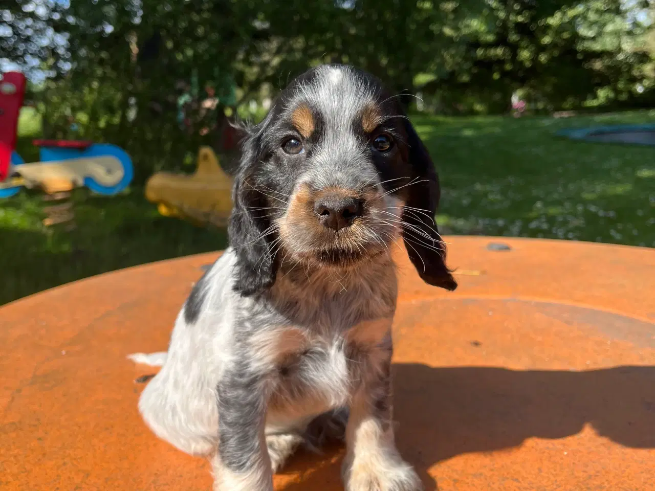 Billede 3 - Cocker spaniel 