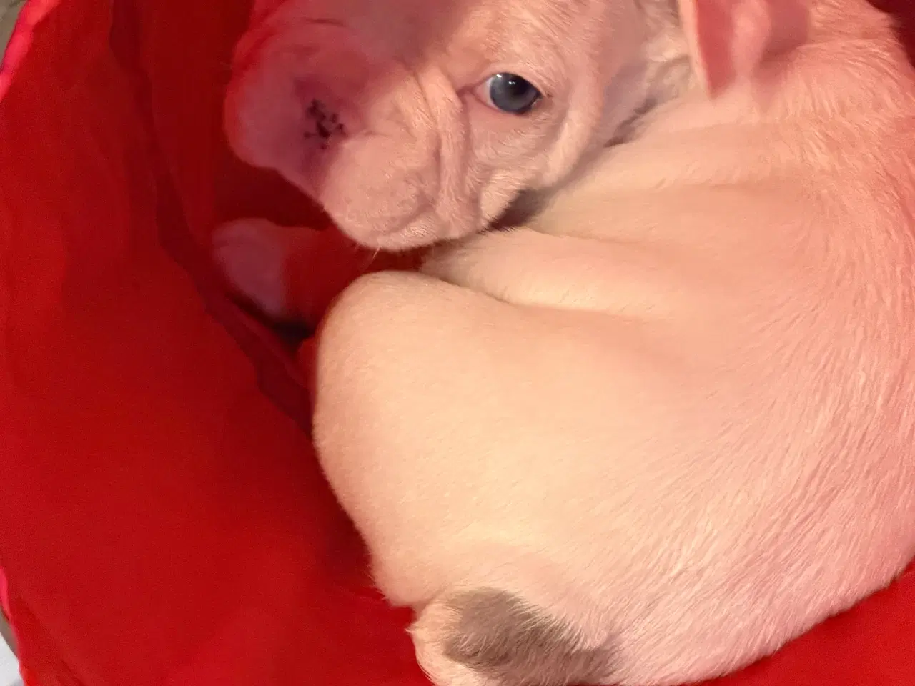 Billede 7 - Fransk Bulldog