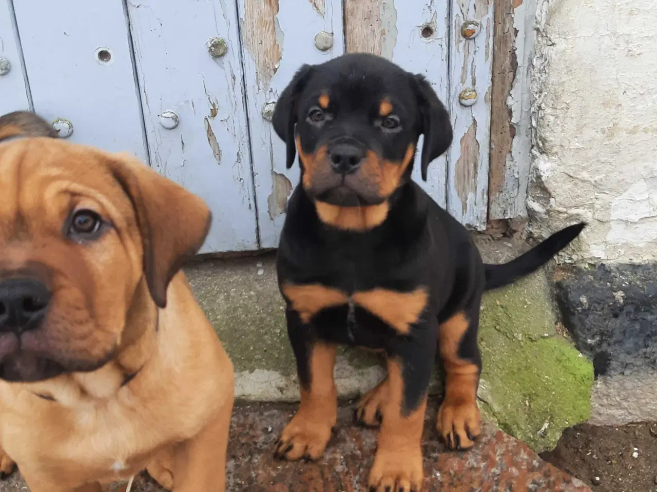 Billede 2 - En tæve tilbage 