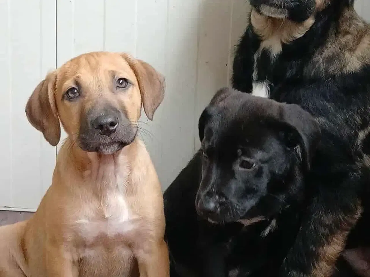 Billede 8 - Lille Odin søger familie