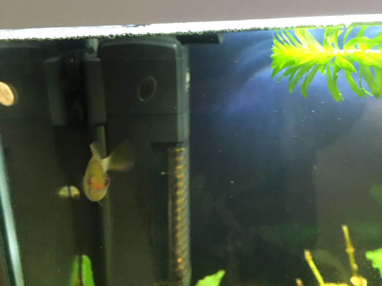 Billede 2 - Sommerfugle cichlide